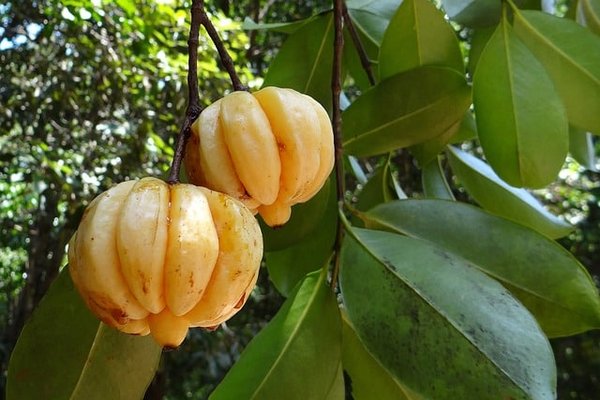 Garcinia Cambogia : Que savoir à propos ?