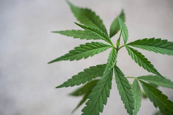 Que savoir sur la disposition de la loi sur la culture du CBD ?